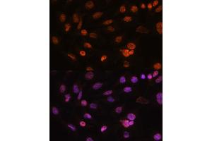 Immunofluorescence analysis of C6 cells using Histone H2AFV antibody (ABIN7267555) at dilution of 1:100. (H2AFV antibody  (AA 1-128))