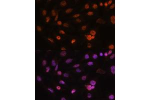 Immunofluorescence analysis of C6 cells using Histone H2AFV antibody (ABIN7267555) at dilution of 1:100. (H2AFV antibody  (AA 1-128))
