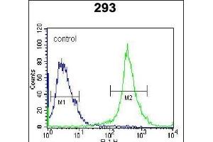 IL-27 Antibody (Center) (ABIN388443 and ABIN2848726) flow cytometric analysis of 293 cells (right histogram) compared to a negative control cell (left histogram). (IL-27 antibody  (AA 57-87))