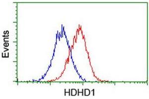 Flow cytometric Analysis of Hela cells, using anti-HDHD1 antibody (ABIN2454326), (Red), compared to a nonspecific negative control antibody, (Blue). (HDHD1 antibody)