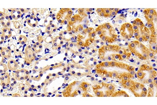 PTPN13 antibody  (AA 1-161)