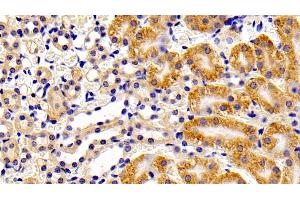 Detection of PTPN13 in Mouse Kidney Tissue using Polyclonal Antibody to Protein Tyrosine Phosphatase, Non Receptor Type 13 (PTPN13) (PTPN13 antibody  (AA 1-161))