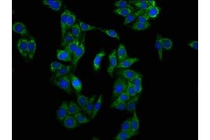 Immunofluorescence staining of HepG2 cells with ABIN7158045 at 1:133, counter-stained with DAPI.