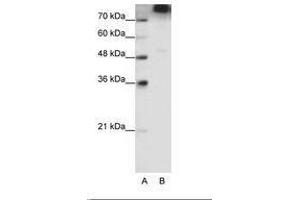 Image no. 1 for anti-Eukaryotic Translation Initiation Factor 3, Subunit B (EIF3B) (C-Term) antibody (ABIN6736206) (EIF3B antibody  (C-Term))