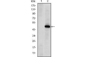 Western blot analysis using PRKDC mAb against HEK293 (1) and PRKDC(AA: 2638-2971)-hIgGFc transfected HEK293 (2) cell lysate. (PRKDC antibody)