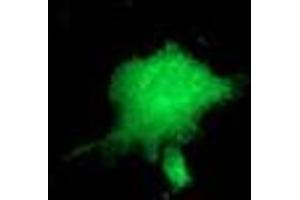 Anti-ZFP36 mouse monoclonal antibody (ABIN2454211) immunofluorescent staining of COS7 cells transiently transfected by pCMV6-ENTRY ZFP36 (RC202049). (ZFP36 antibody)