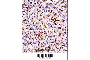 Mouse Mst1r Antibody immunohistochemistry analysis in formalin fixed and paraffin embedded mouse live tissue followed by peroxidase conjugation of the secondary antibody and DAB staining.