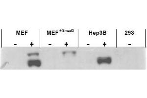 Image no. 1 for anti-SMAD, Mothers Against DPP Homolog 3 (SMAD3) (AA 417-425), (pSer423), (pSer425) antibody (ABIN401332) (SMAD3 antibody  (pSer423, pSer425))