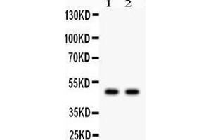Observed bind size: 48KD (JNK2 antibody  (Middle Region))