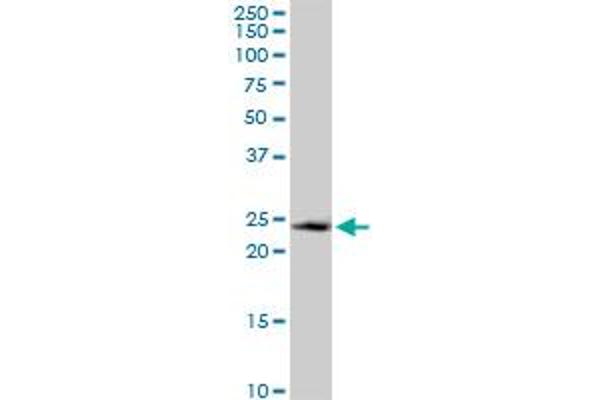 GADD45GIP1 antibody  (AA 1-222)