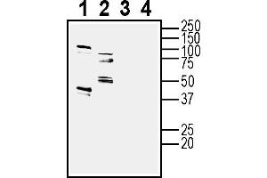 Western blot analysis of new born rat brain lysates (lanes 1 and 3) and mouse brain lysates (lanes 2 and 4):1-2.