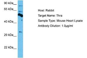 Host: Mouse Target Name: THRA Sample Tissue: Mouse Heart Antibody Dilution: 1ug/ml