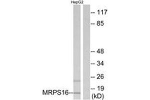 Western Blotting (WB) image for anti-Mitochondrial Ribosomal Protein S16 (MRPS16) (AA 81-130) antibody (ABIN2890039) (MRPS16 antibody  (AA 81-130))