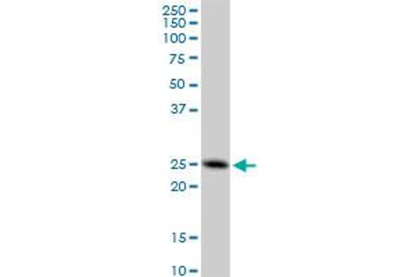 FAM3C antibody  (AA 25-227)