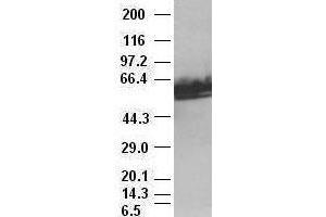 c-myc antibody (1A6) at 1:2000 with HeLa lysates (c-MYC antibody)