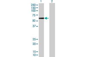 Western Blot analysis of PPP2R5A expression in transfected 293T cell line by PPP2R5A MaxPab polyclonal antibody. (PPP2R5A antibody  (AA 1-486))