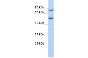 Western Blotting (WB) image for anti-Pogo Transposable Element with KRAB Domain (POGK) antibody (ABIN2458377) (POGK antibody)