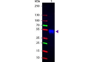 Western Blotting (WB) image for Goat anti-Rabbit IgG antibody (Cy2) - Preadsorbed (ABIN6699089)