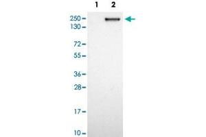 Western blot analysis of Lane 1: Negative control (vector only transfected HEK293T lysate); Lane 2: Over-expression lysate (Co-expressed with a C-terminal myc-DDK tag (~3. (CNTNAP2 antibody)