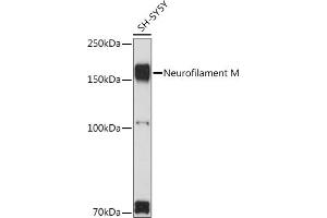 Western blot analysis of extracts of SH-SY5Y cells, using Neurofilament M Rabbit pAb (ABIN7268865) at 1:1000 dilution. (NEFM antibody  (AA 200-300))