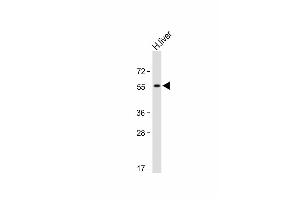 Anti-Activin A Receptor Type IB (ACVR1B) Antibody (N-term) at 1:1000 dilution + Human liver lysate Lysates/proteins at 20 μg per lane. (Activin A Receptor Type IB/ALK-4 antibody  (N-Term))