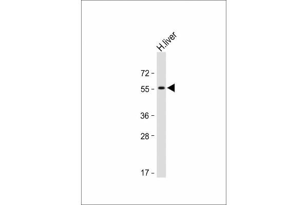 Activin A Receptor Type IB/ALK-4 antibody  (N-Term)