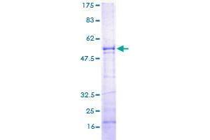 SPSB1 Protein (AA 1-273) (GST tag)