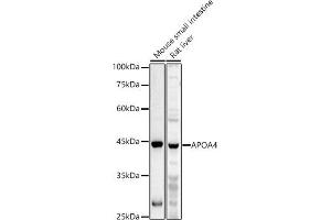 Western blot analysis of extracts of various cell lines, using  antibody (ABIN6131047, ABIN6137000, ABIN6137001 and ABIN6225090) at 1:1000 dilution. (APOA4 antibody  (AA 227-396))