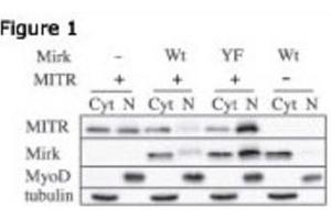 Western Blotting (WB) image for anti-Histone Deacetylase 9 (HDAC9) antibody (ABIN2996012)