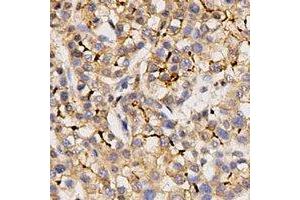 Immunohistochemical analysis of Kv4.