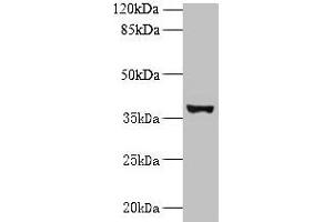 Western blot All lanes: UBLCP1 antibody at 0. (UBLCP1 antibody  (AA 2-318))