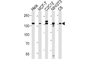 Western blot analysis of lysates from Hela, MCF-7, mouse C2C12, mouse NIH/3T3, rat C6 cell line (from left to right), using RPTOR Antibody (ABIN6243898 and ABIN6577082). (Raptor antibody  (AA 1005-1329))