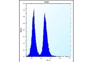 KRT3 Antibody (C-term) (ABIN656363 and ABIN2845661) flow cytometric analysis of Jurkat cells (right histogram) compared to a negative control cell (left histogram). (KRTAP13-3 antibody  (C-Term))