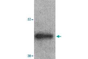 Western Blot analysis of mouse left ventricle heart tissue lysate with ARRB2 polyclonal antibody  at 1:1000 dilution. (Arrestin 3 antibody  (Internal Region))