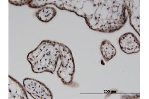 Immunoperoxidase of monoclonal antibody to ILKAP on formalin-fixed paraffin-embedded human placenta. (ILKAP antibody  (AA 293-392))