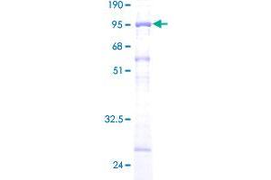 Image no. 1 for Vacuolar Protein Sorting 4 Homolog B (vps4b) (AA 1-444) protein (GST tag) (ABIN1325093) (VPS4B Protein (AA 1-444) (GST tag))