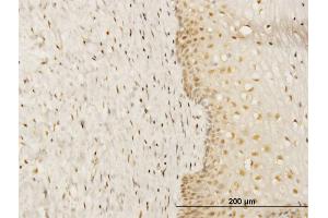Immunoperoxidase of monoclonal antibody to FKBP4 on formalin-fixed paraffin-embedded human uterine cervix. (FKBP4 antibody  (AA 301-410))