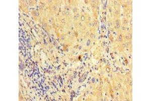 Immunohistochemistry of paraffin-embedded human liver tissue using ABIN7165170 at dilution of 1:100 (CNPY2/MSAP antibody  (AA 22-182))