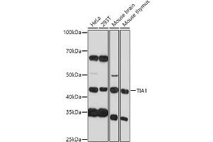 Western blot analysis of extracts of various cell lines, using TI antibody (2517) at 1:1000 dilution. (TIA1 antibody  (AA 1-193))