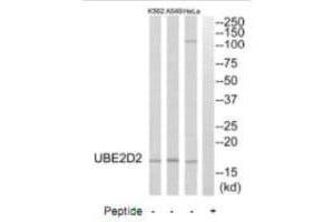 Western blot analysis of extracts from HeLa cells, A549 cells and K562 cells, using UBE2D2 antibody. (UBE2D2 antibody  (C-Term))