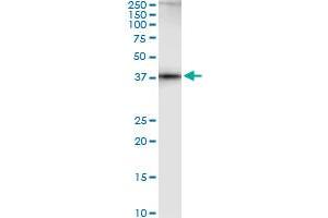 AHCY monoclonal antibody (M09), clone M2. (AHCY antibody  (AA 1-432))