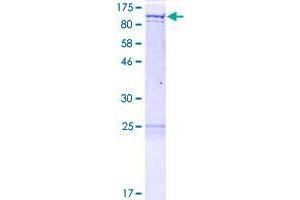 Image no. 1 for GRIP1 Associated Protein 1 (GRIPAP1) (AA 1-841) protein (GST tag) (ABIN1355758) (GRIPAP1 Protein (AA 1-841) (GST tag))