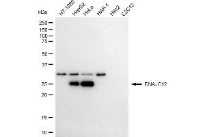Western blotting analysis using DNAJC12 antibody (ABIN7798376). (Recombinant DNAJC12 antibody)