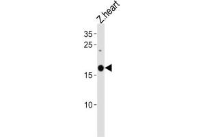 Western Blotting (WB) image for anti-Selenoprotein M (SELM) antibody (ABIN3004720)