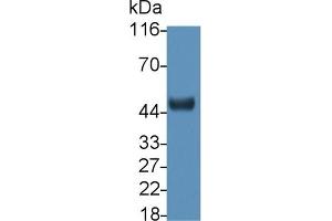 Detection of CNTFR in Mouse Cerebrum lysate using Polyclonal Antibody to Ciliary Neurotrophic Factor Receptor (CNTFR) (CNTF Receptor alpha antibody  (AA 120-358))