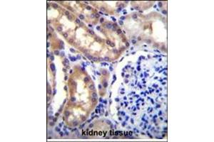 Immunohistochemistry analysis in Formalin Fixed, Paraffin Embedded Human kidney tissue stained with SH2D4A Antibody (N-term) followed by peroxidase conjugation of the secondary antibody and DAB staining. (SH2D4A antibody  (N-Term))