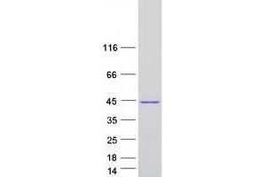 Validation with Western Blot