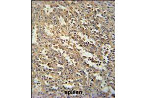C19orf39 Antibody immunohistochemistry analysis in formalin fixed and paraffin embedded human spleen tissue followed by peroxidase conjugation of the secondary antibody and DAB staining. (SWSAP1 antibody  (AA 84-110))