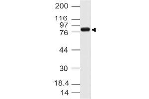 Image no. 1 for anti-Cactin, Spliceosome C Complex Subunit (CACTIN) (AA 320-521) antibody (ABIN5027065) (CACTIN antibody  (AA 320-521))