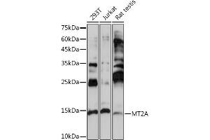 Western blot analysis of extracts of various cell lines, using MT2A Rabbit pAb (ABIN3015841, ABIN3015842, ABIN3015843 and ABIN6219186) at 1:1000 dilution. (MT2A antibody  (AA 1-61))